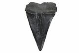 Fossil Broad-Toothed Mako Tooth - South Carolina #214524-1